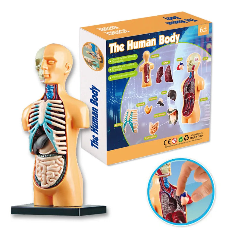 Children Science STEM Game Assembled Human Body Kids Educational Toy Skeleton Anatomy Organs Bones Kit STEM Toys