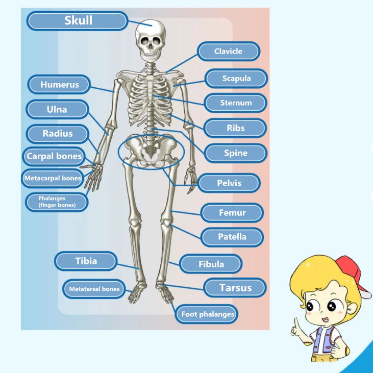Children Science STEM Game Assembled Human Body Kids Educational Toy Skeleton Anatomy Organs Bones Kit STEM Toys