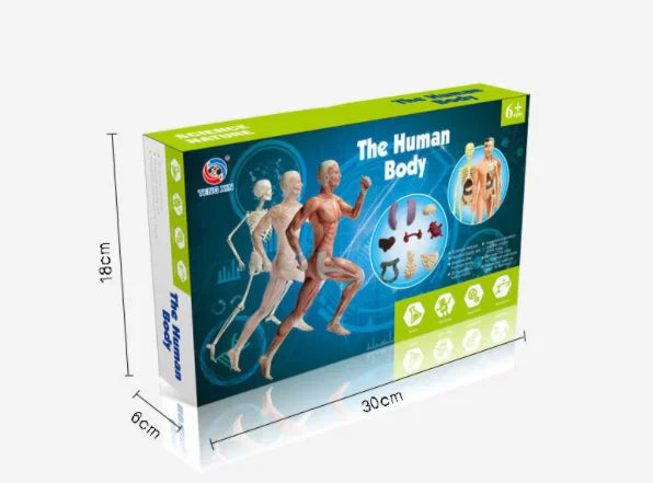 Children Science STEM Game Assembled Human Body Kids Educational Toy Skeleton Anatomy Organs Bones Kit STEM Toys
