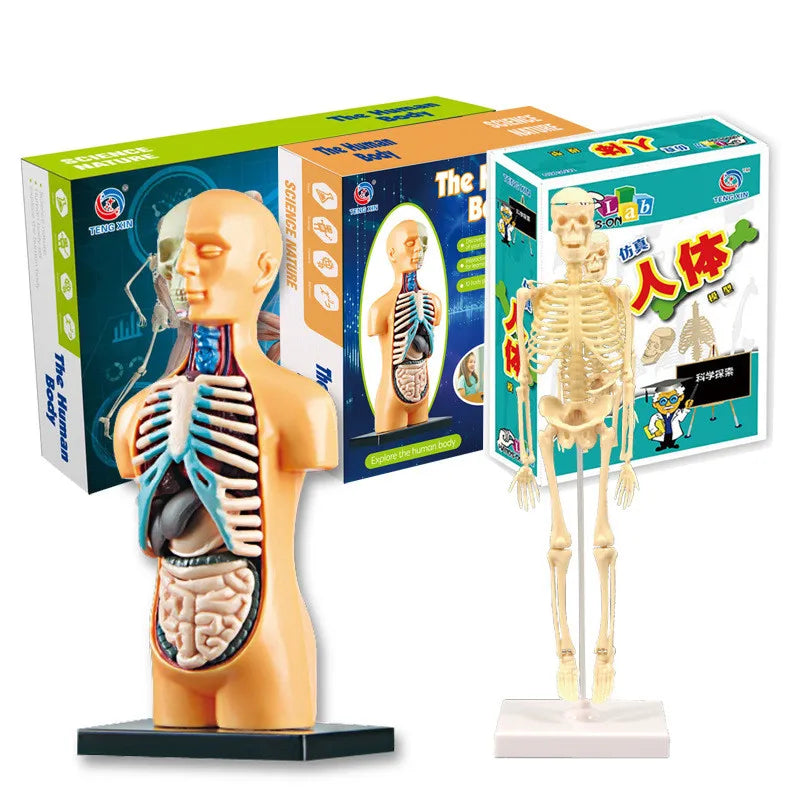 Children Science STEM Game Assembled Human Body Kids Educational Toy Skeleton Anatomy Organs Bones Kit STEM Toys