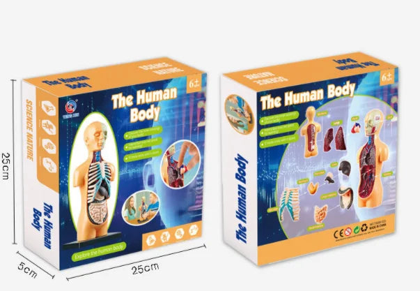 Children Science STEM Game Assembled Human Body Kids Educational Toy Skeleton Anatomy Organs Bones Kit STEM Toys