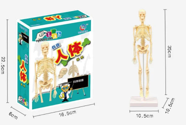 Children Science STEM Game Assembled Human Body Kids Educational Toy Skeleton Anatomy Organs Bones Kit STEM Toys