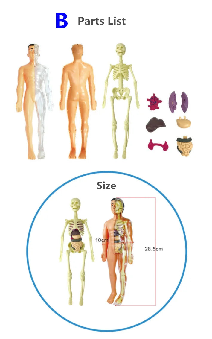 Children Science STEM Game Assembled Human Body Kids Educational Toy Skeleton Anatomy Organs Bones Kit STEM Toys