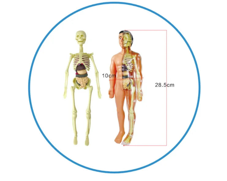 Children Science STEM Game Assembled Human Body Kids Educational Toy Skeleton Anatomy Organs Bones Kit STEM Toys