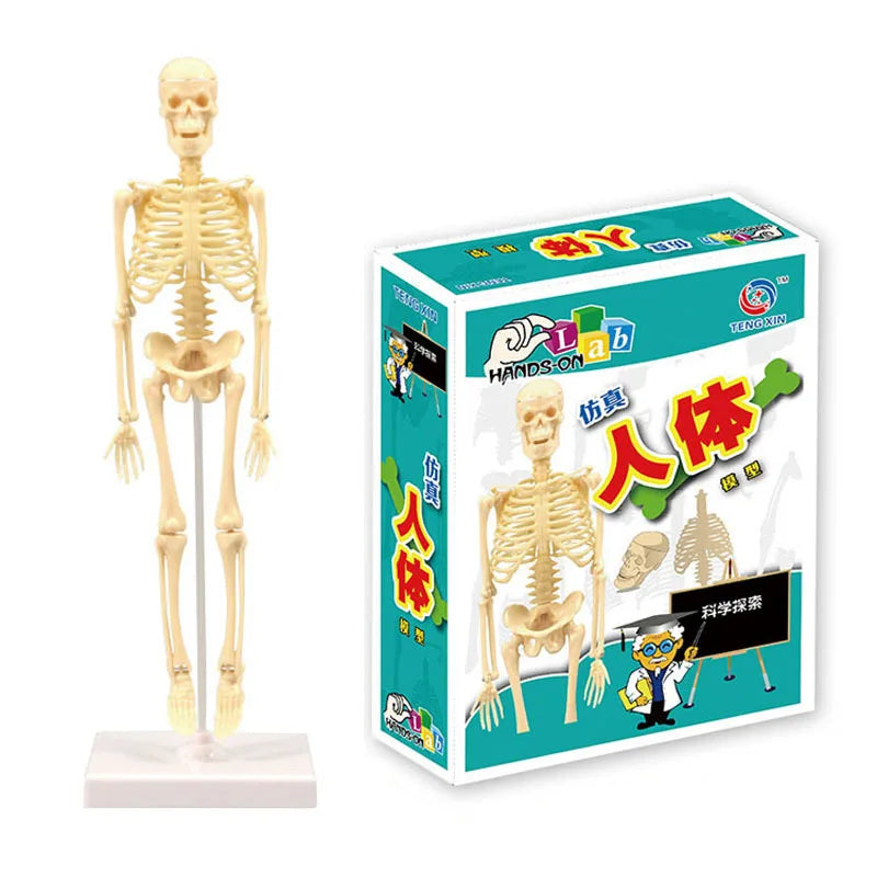 Children Science STEM Game Assembled Human Body Kids Educational Toy Skeleton Anatomy Organs Bones Kit STEM Toys