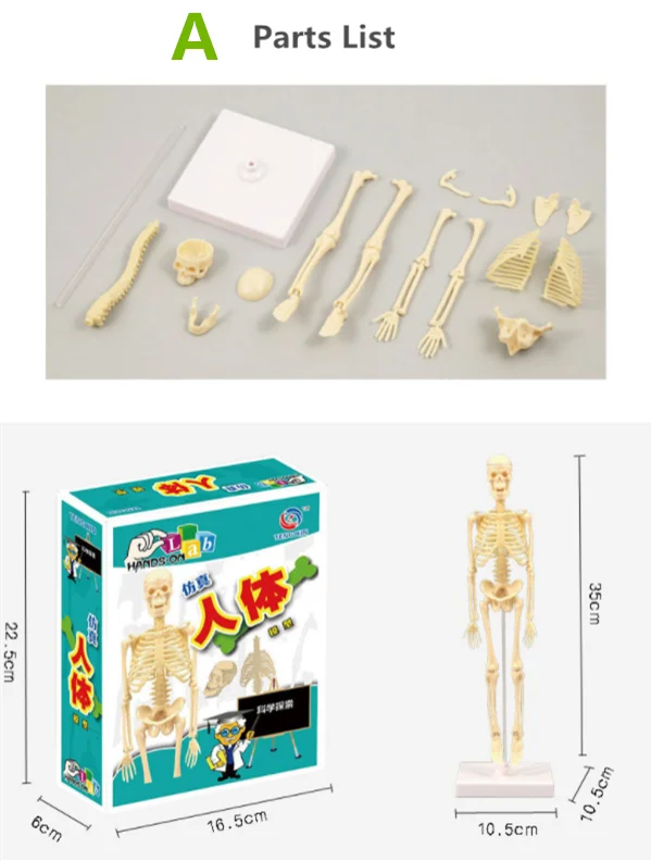 Children Science STEM Game Assembled Human Body Kids Educational Toy Skeleton Anatomy Organs Bones Kit STEM Toys