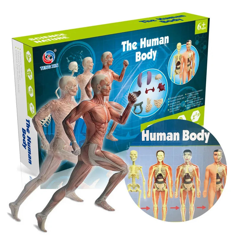 Children Science STEM Game Assembled Human Body Kids Educational Toy Skeleton Anatomy Organs Bones Kit STEM Toys