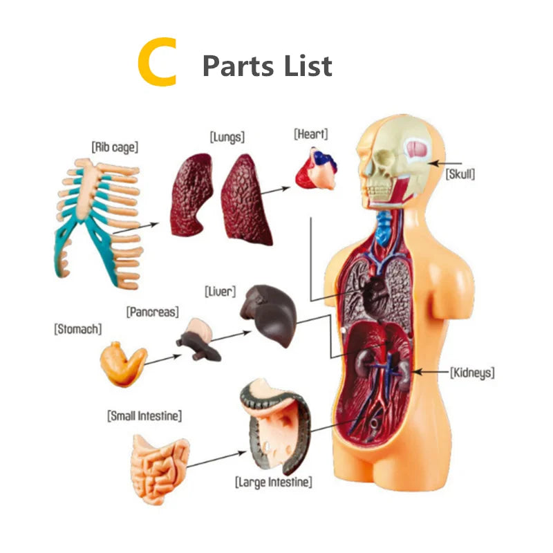 Children Science STEM Game Assembled Human Body Kids Educational Toy Skeleton Anatomy Organs Bones Kit STEM Toys