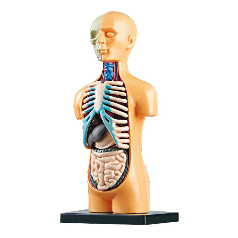 Children Science STEM Game Assembled Human Body Kids Educational Toy Skeleton Anatomy Organs Bones Kit STEM Toys