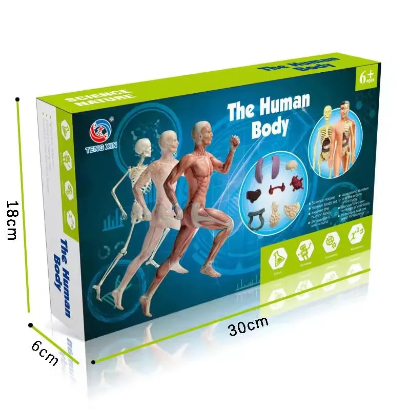 Children Science STEM Game Assembled Human Body Kids Educational Toy Skeleton Anatomy Organs Bones Kit STEM Toys