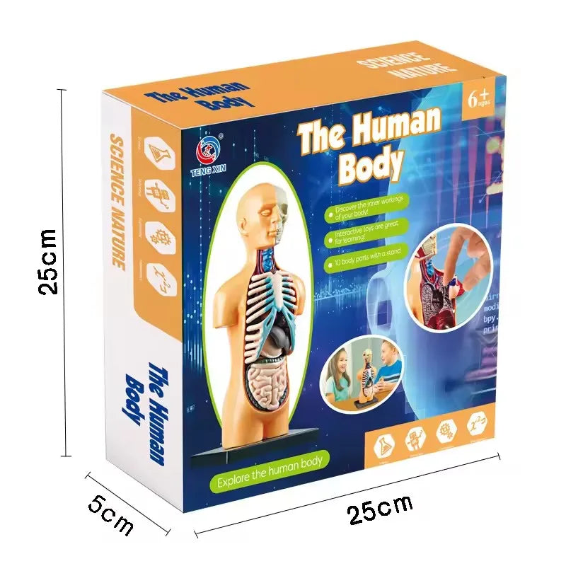 Children Science STEM Game Assembled Human Body Kids Educational Toy Skeleton Anatomy Organs Bones Kit STEM Toys