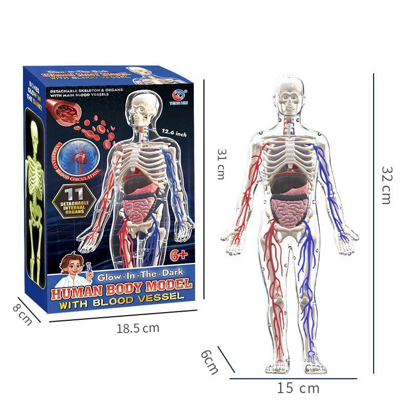 Children Science STEM Game Assembled Human Body Kids Educational Toy Skeleton Anatomy Organs Bones Kit STEM Toys