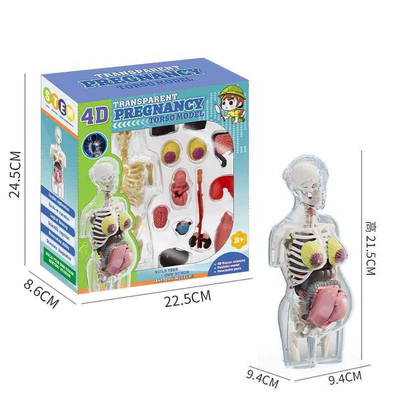 Children Science STEM Game Assembled Human Body Kids Educational Toy Skeleton Anatomy Organs Bones Kit STEM Toys